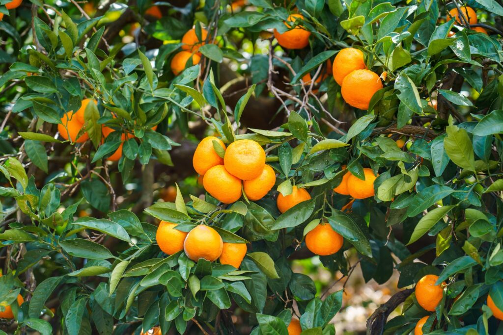 mandarine mikan