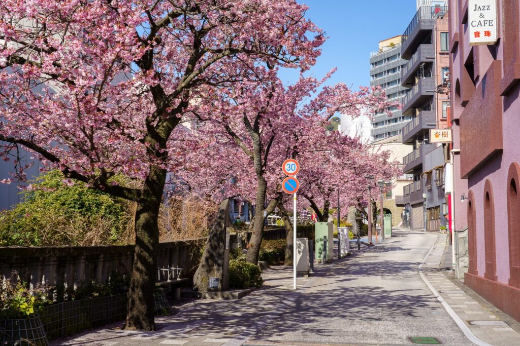 atami kawazu zakura