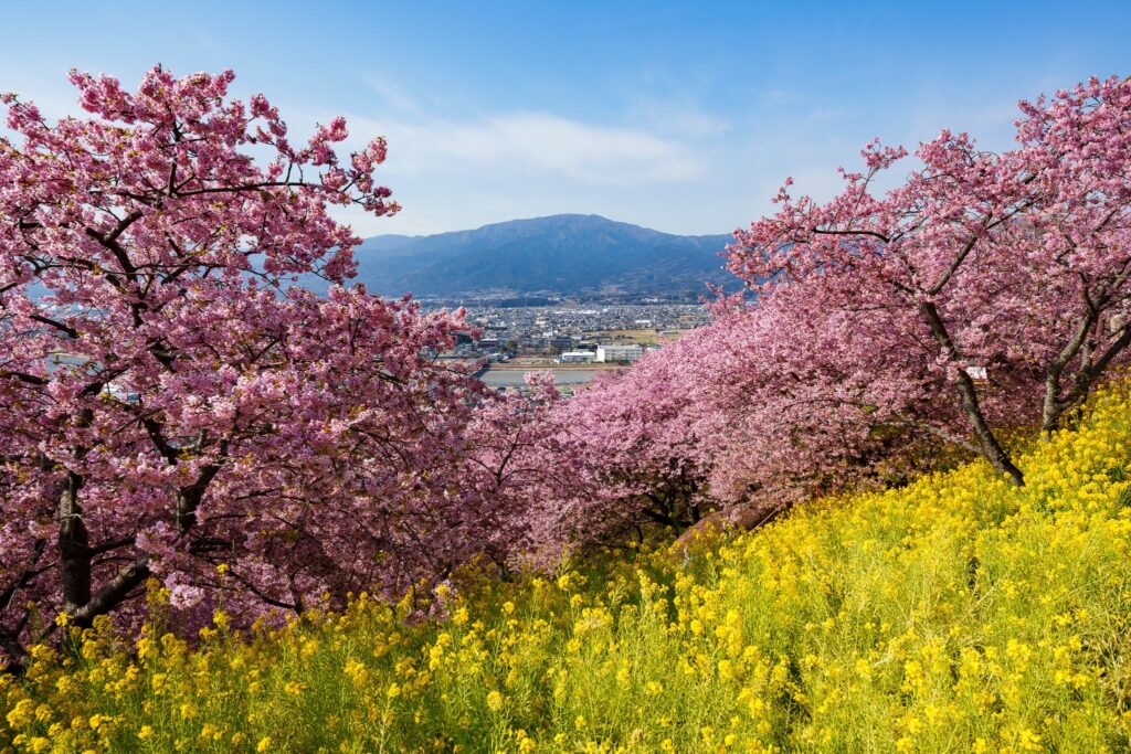 japon cerisiers précoces