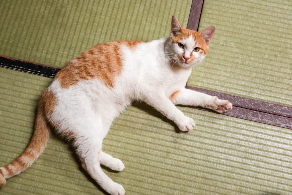 chat ryokan