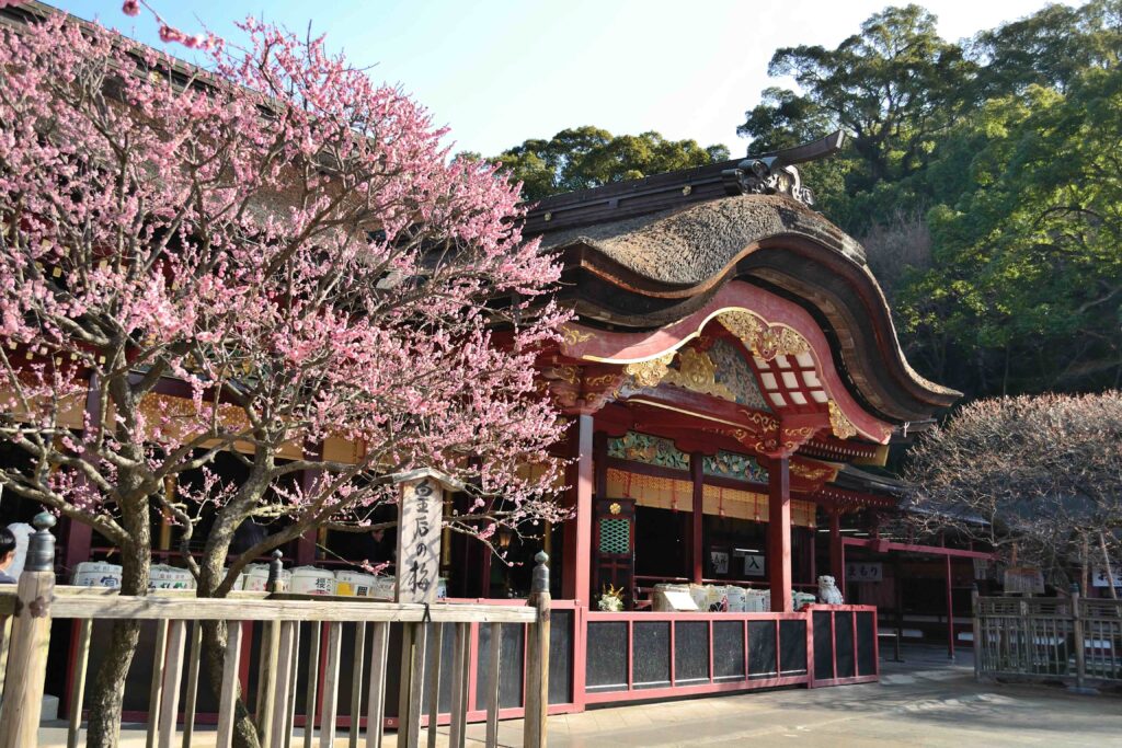 dazaifu tenmangu ume