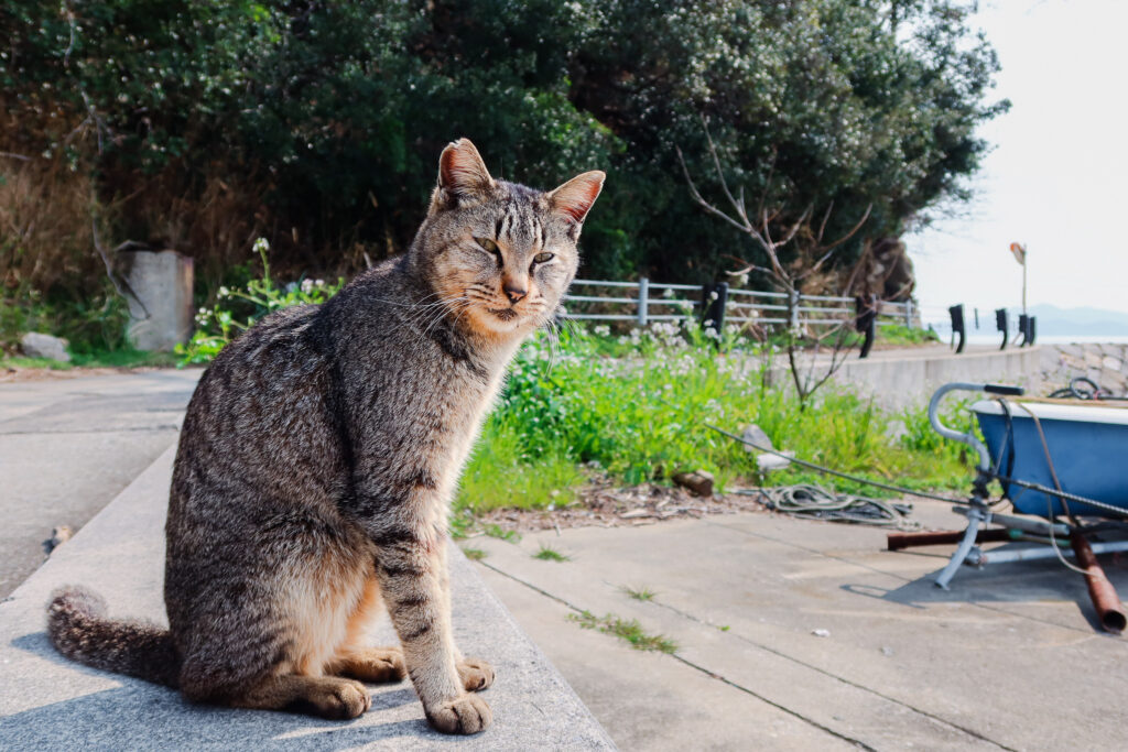 chat japon