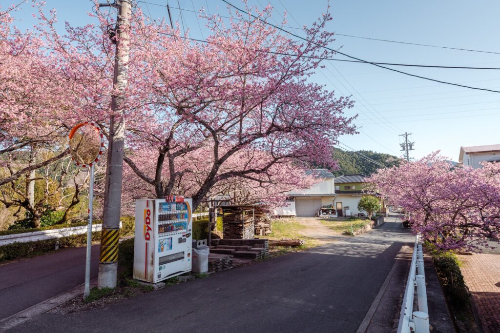 kawazu zakura