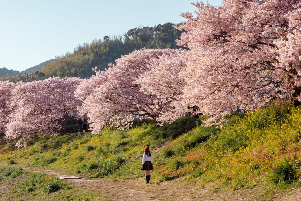 japon kawazu zakura