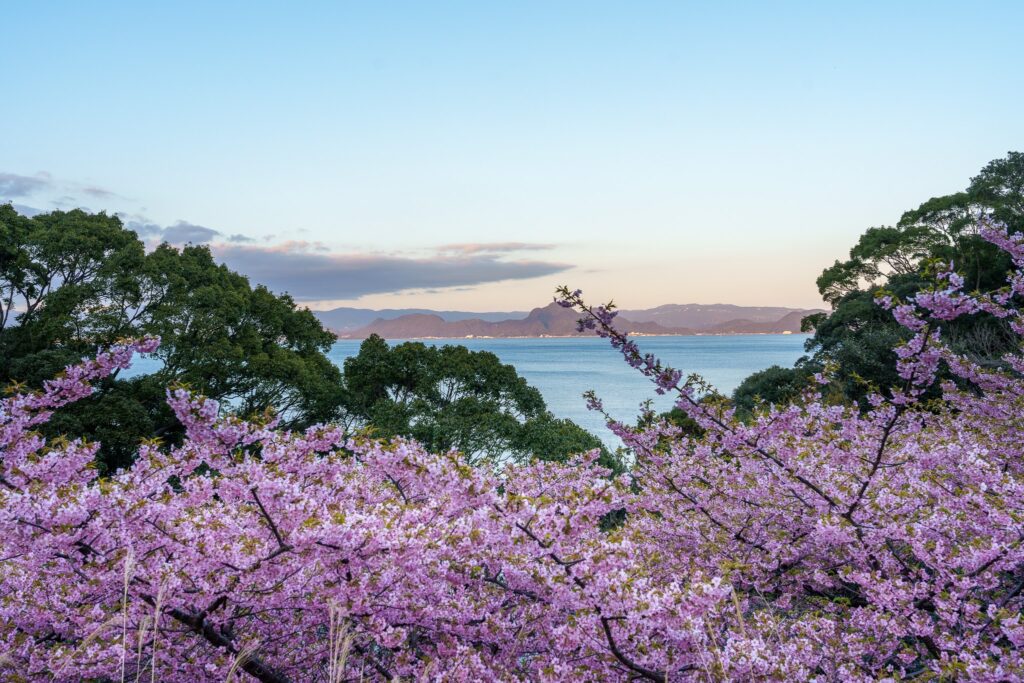 kawazu zakura izu