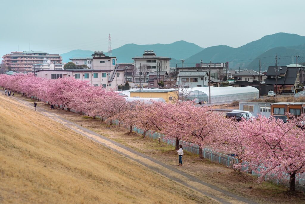 kawazu zakura shizuoka