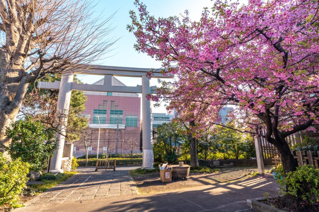 kawazu zakura tokyo