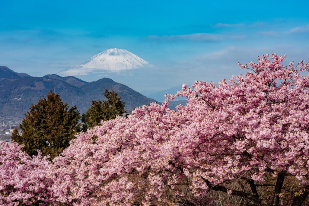 matsuda kawazu zakura