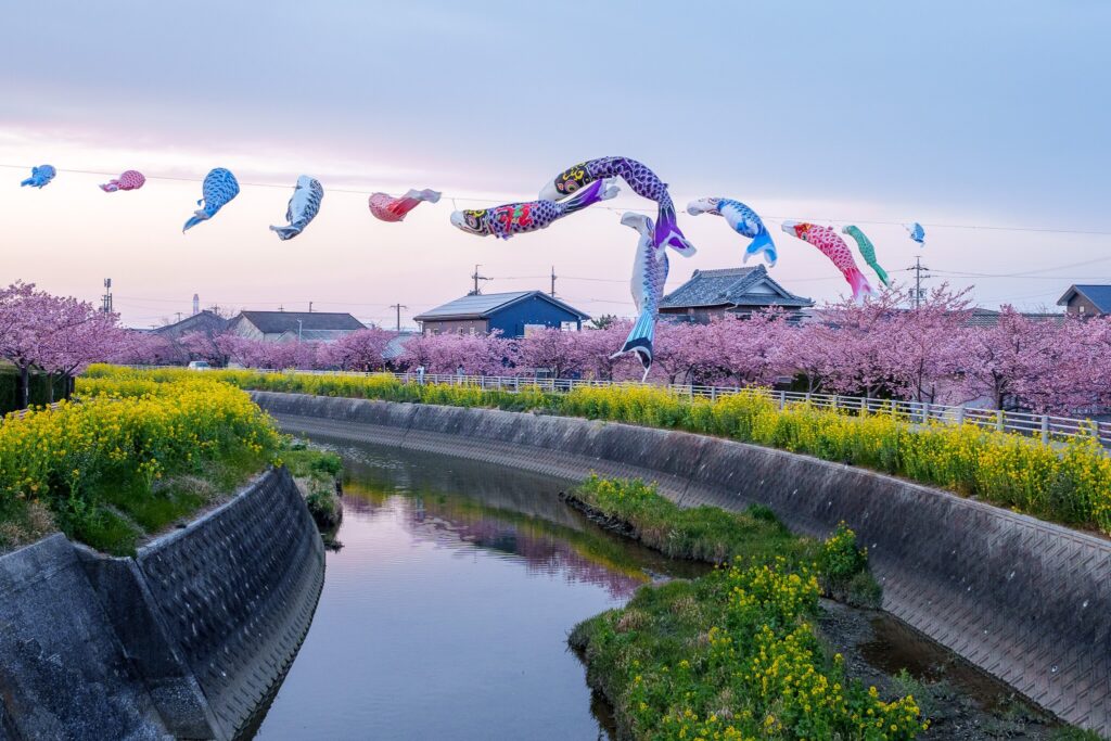 memedagawa kawazu zakura