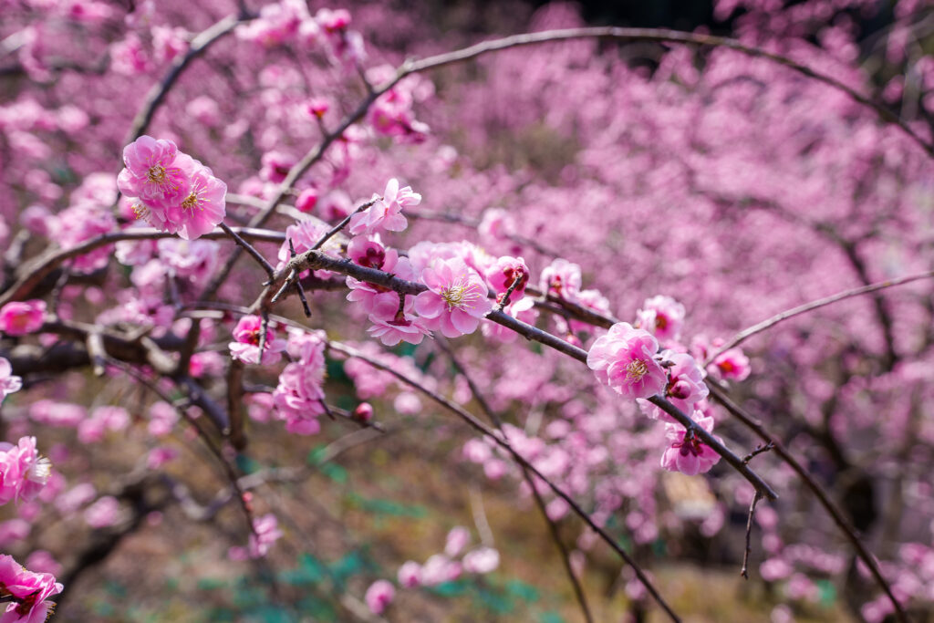 japon pruniers