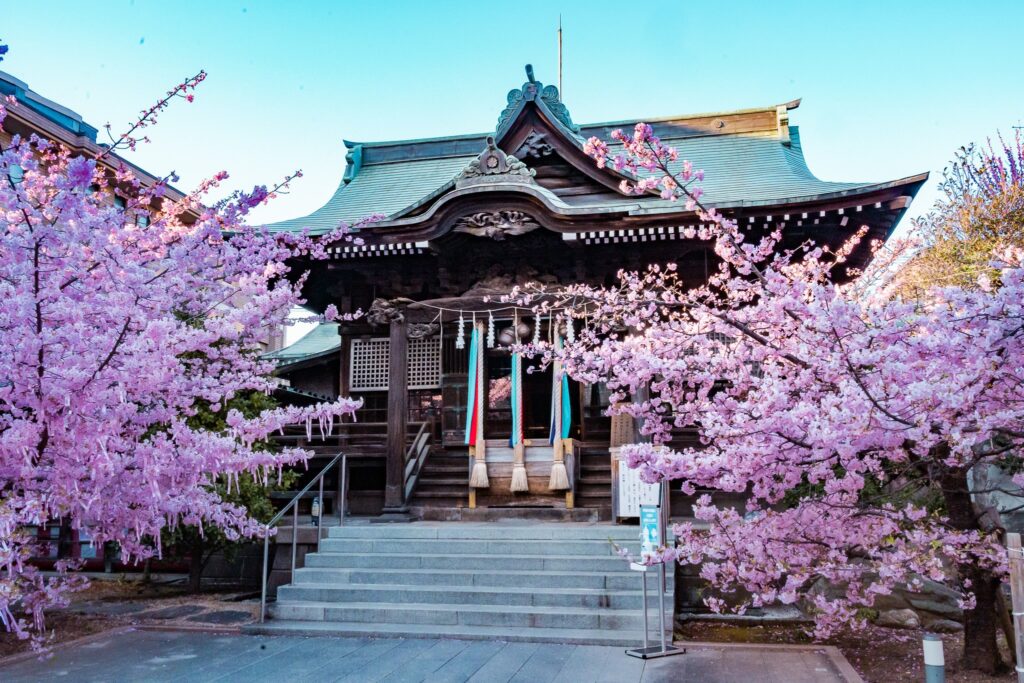 tokyo sakura jingu