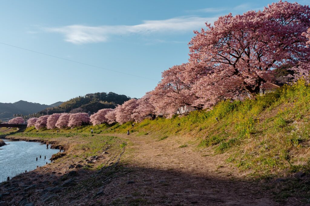 minami izu sakura