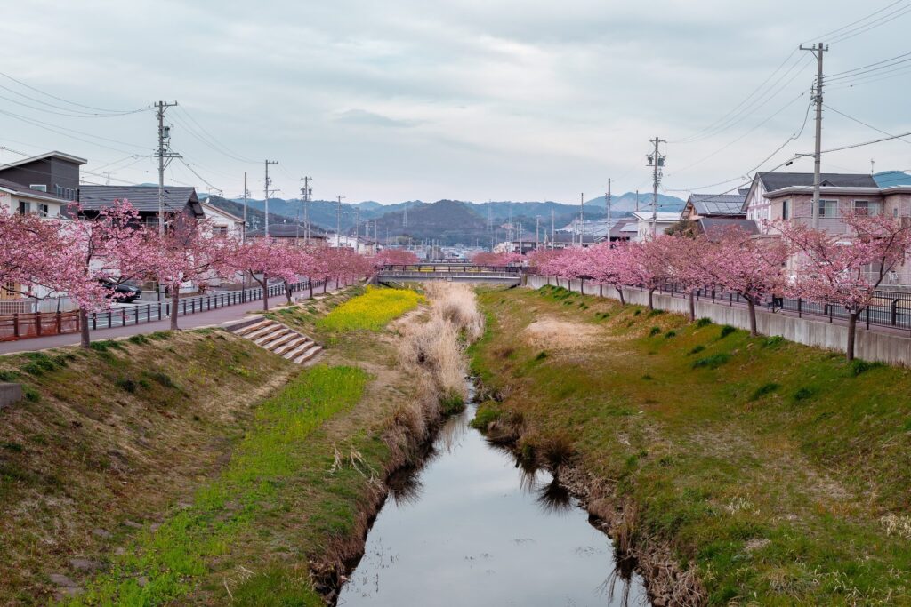 nishikosegawa no kawazu zakura