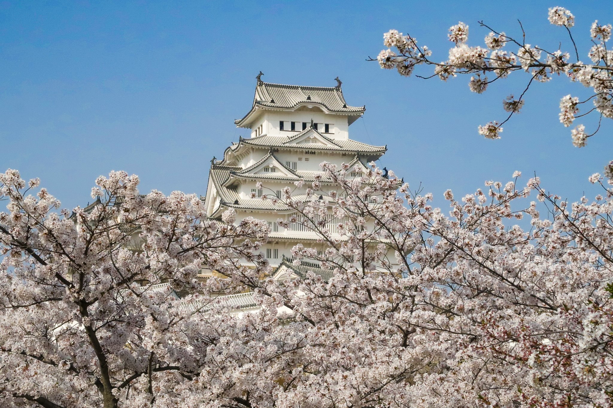 château himeji sakura
