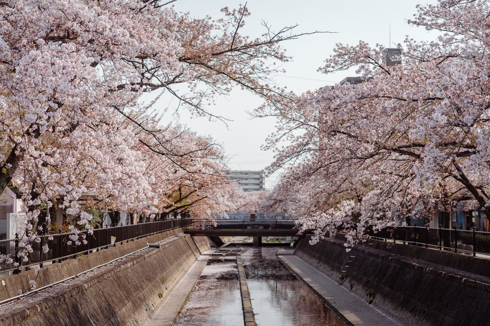 sakura ichinomiya