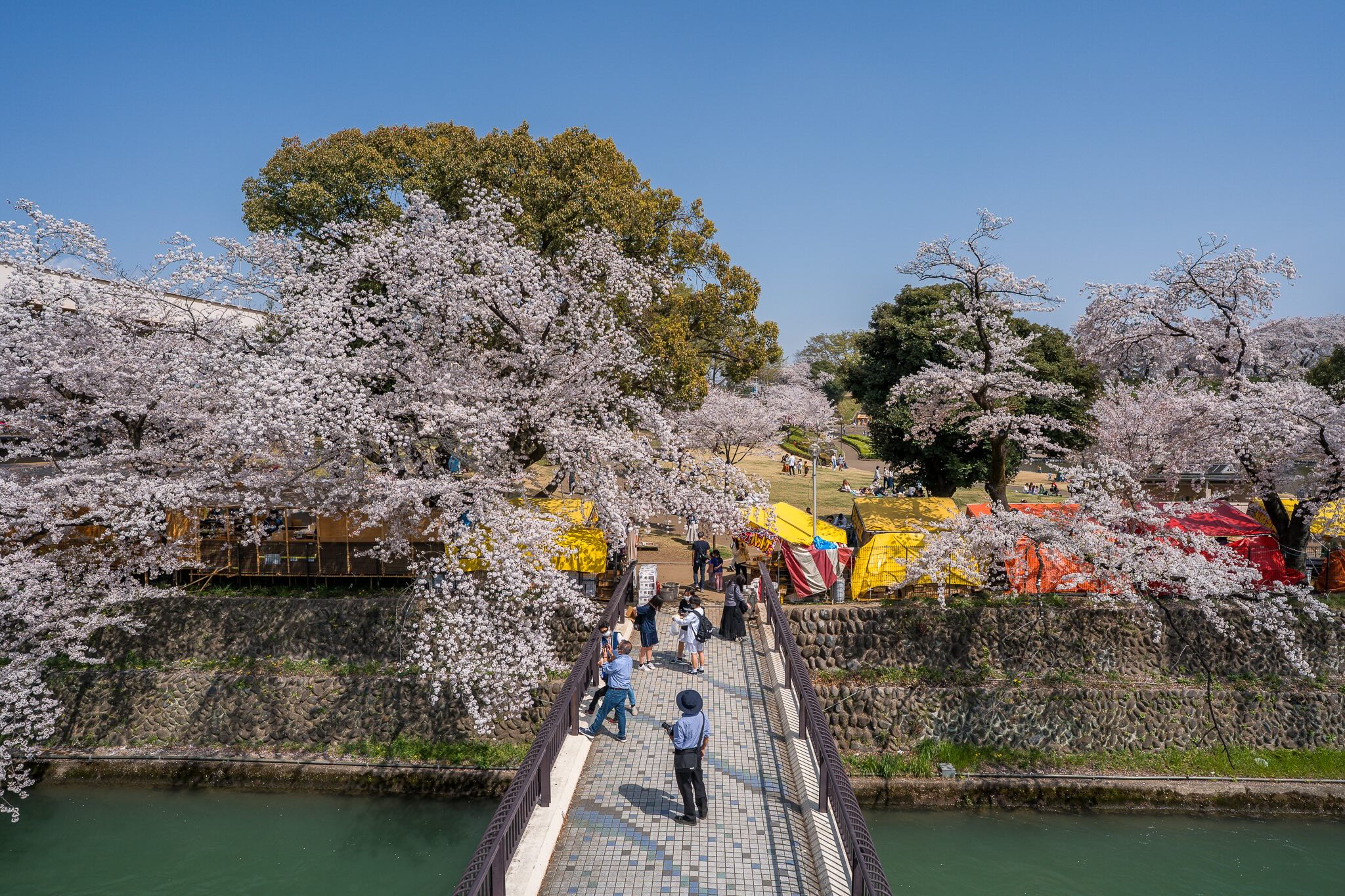 sakura maebashi
