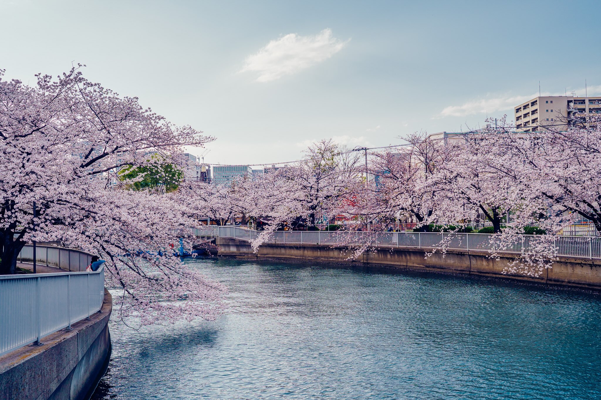 sakura monzen nakacho