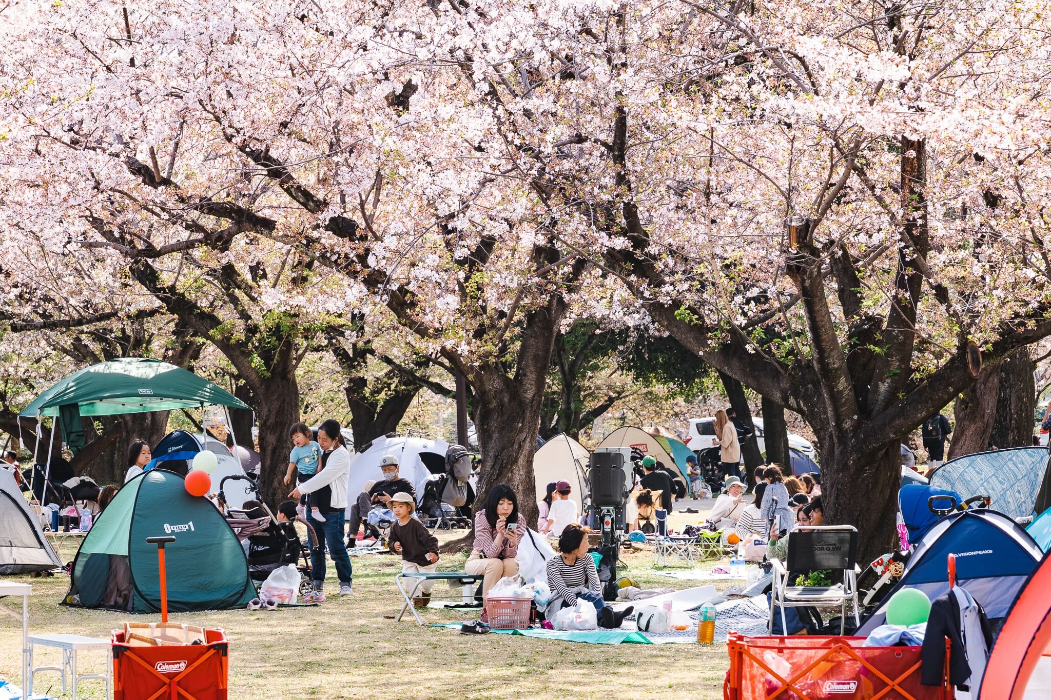 printemps japon