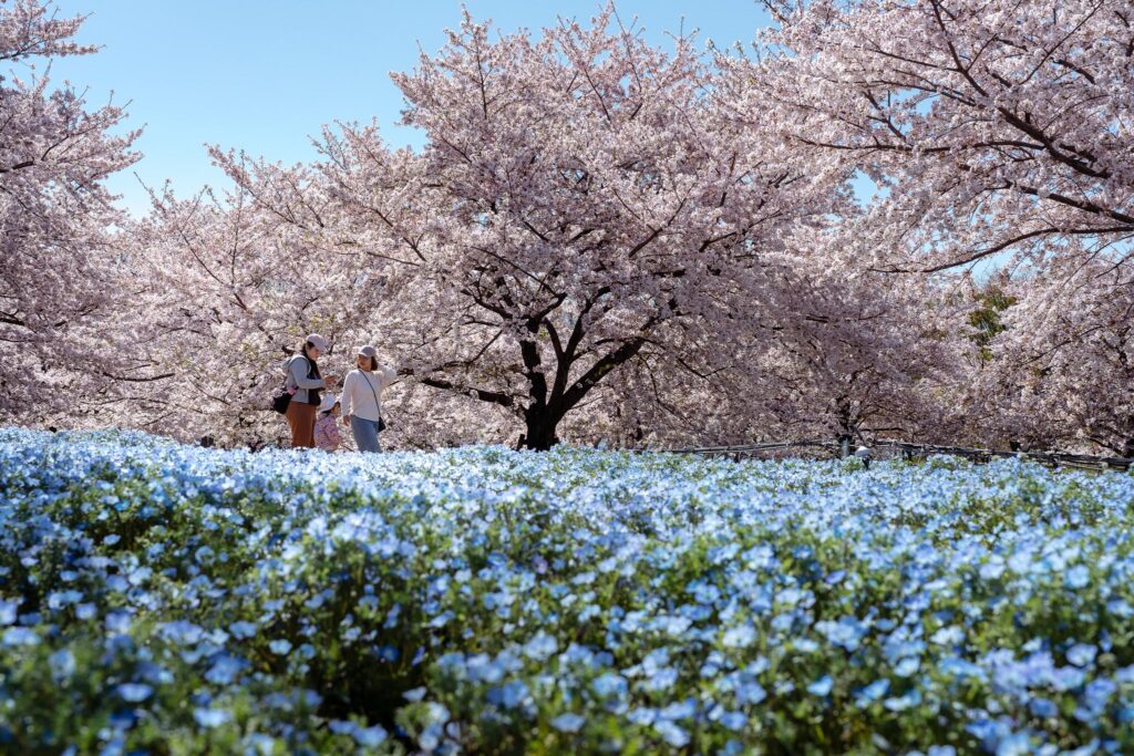 sakura némophile toneri koen tokyo