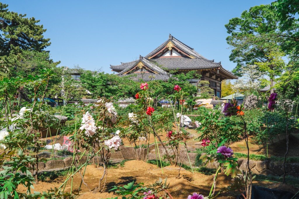 12 lieux pour profiter des pivoines au Japon en 2025