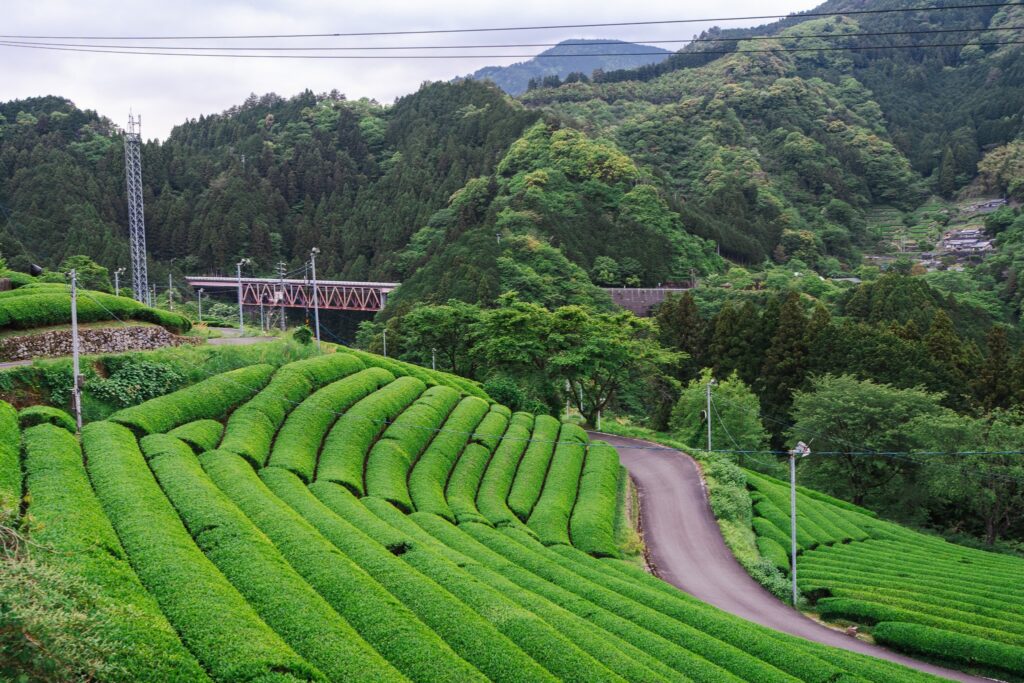 plantations de thé kochi