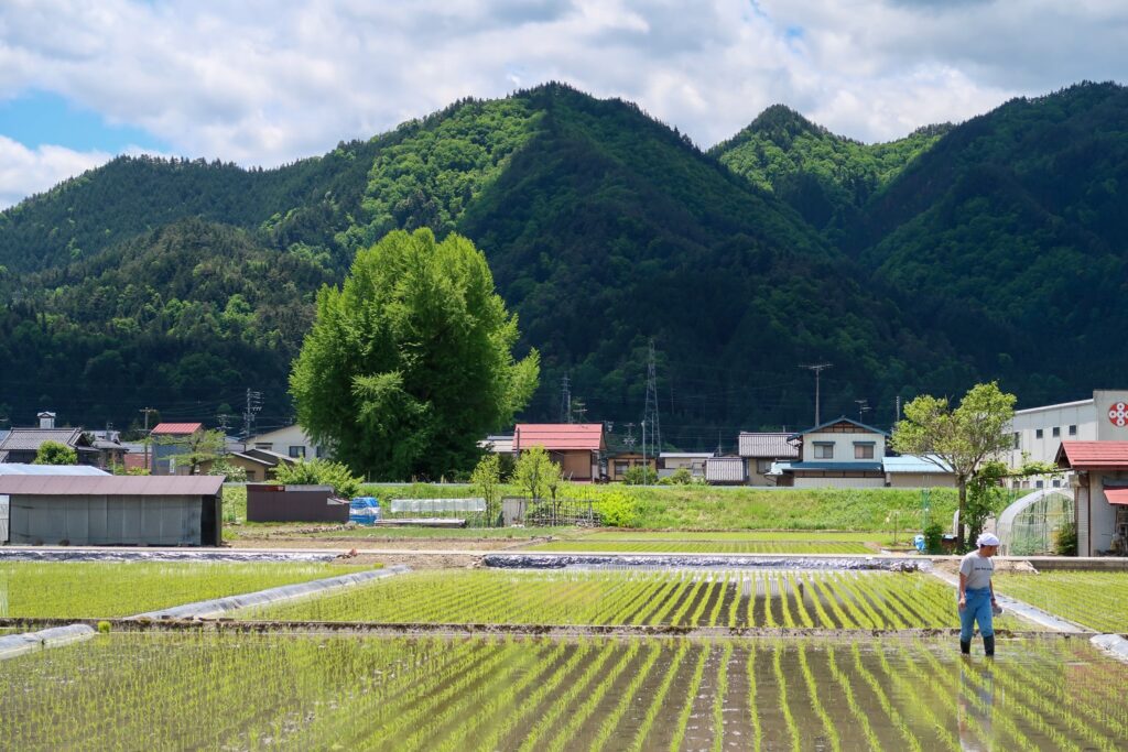 plantation riz