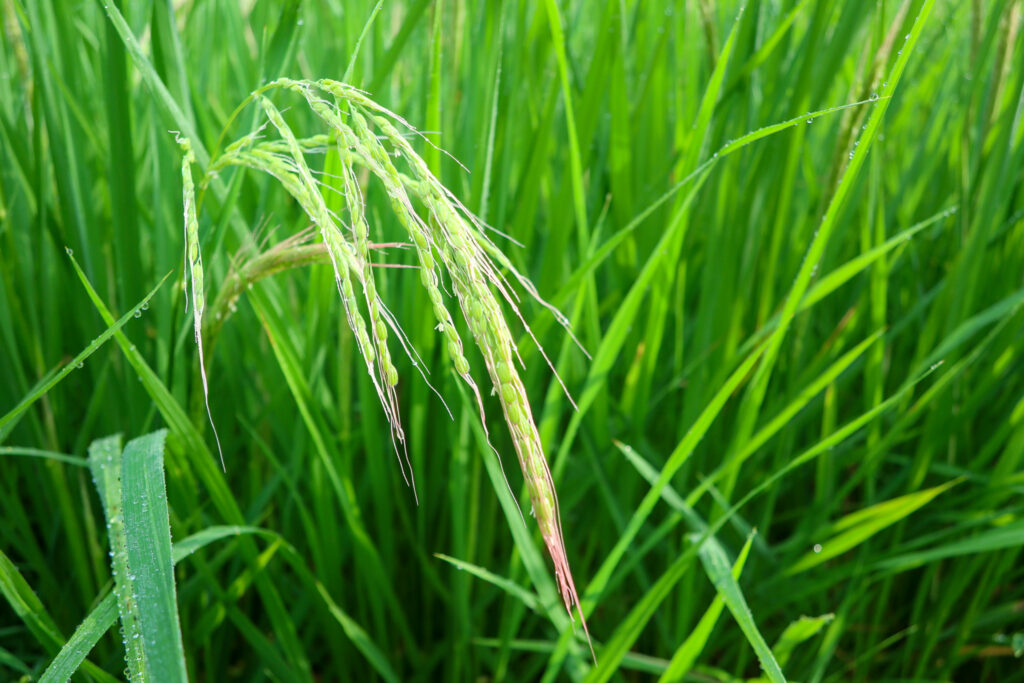 épi de riz