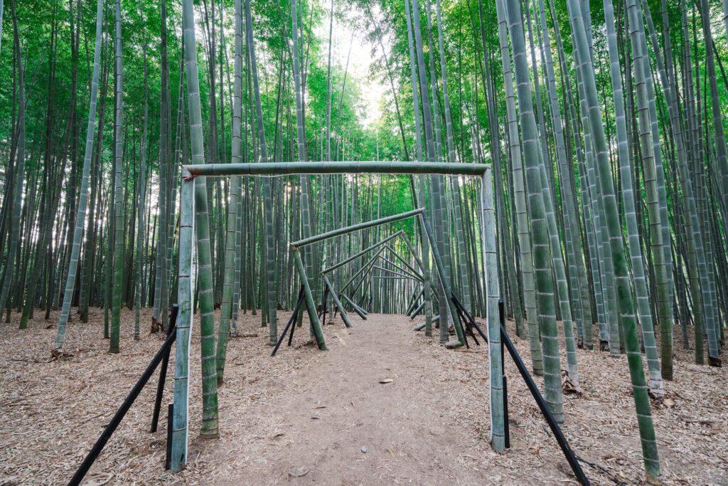 wakayama nojo wakatake no mori