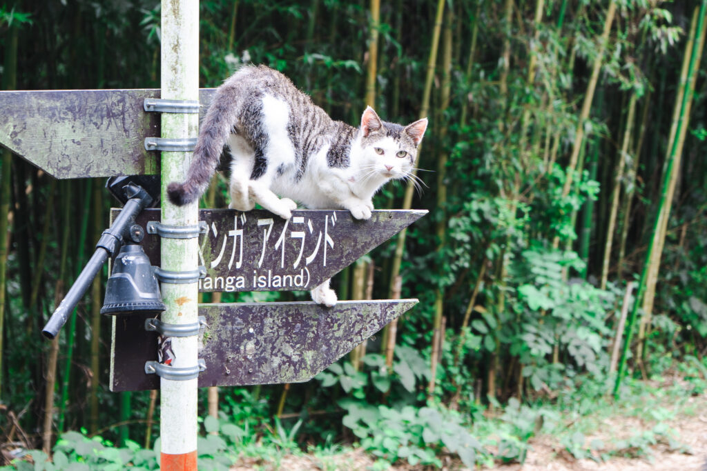 Tashirojima, l’île aux chats proche de Sendai