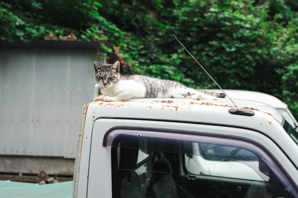chat tashirojima