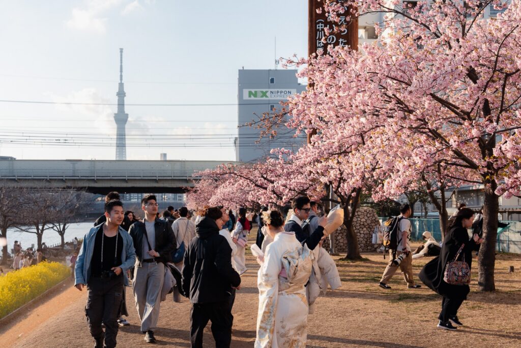 tokyo kawazu zakura