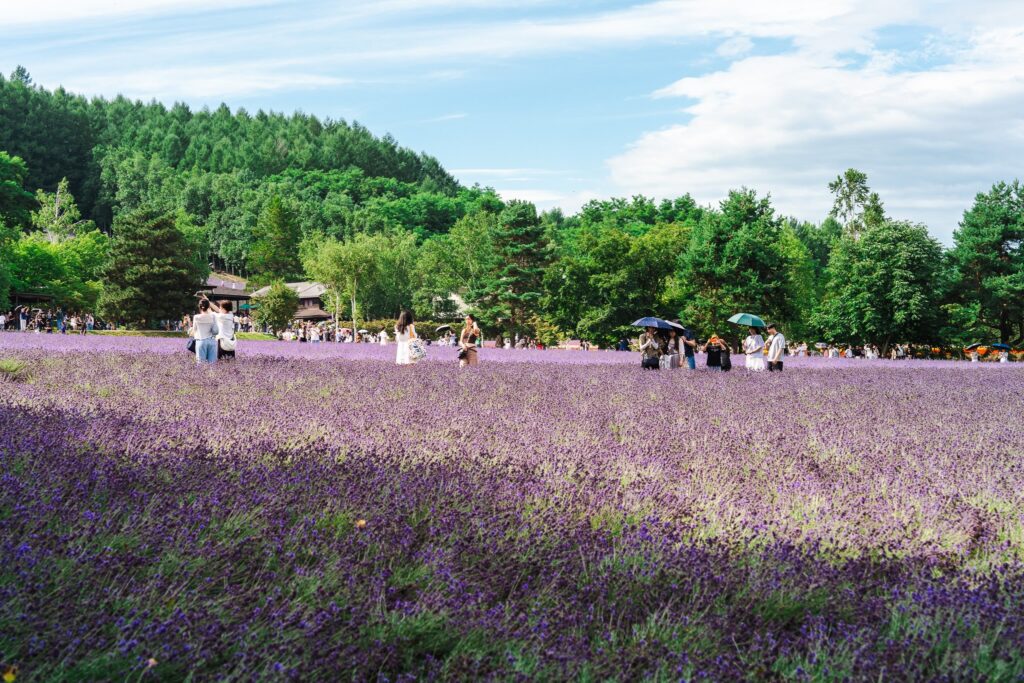 hokkaido ferme tomita