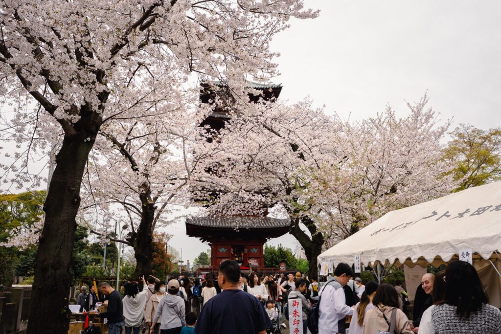 sakura ikegami honmonji