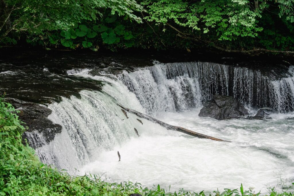 hokkaido sakura no taki