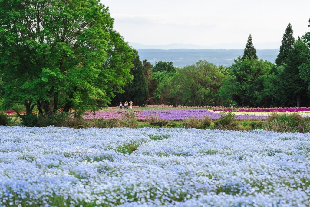 oita kuju flower park